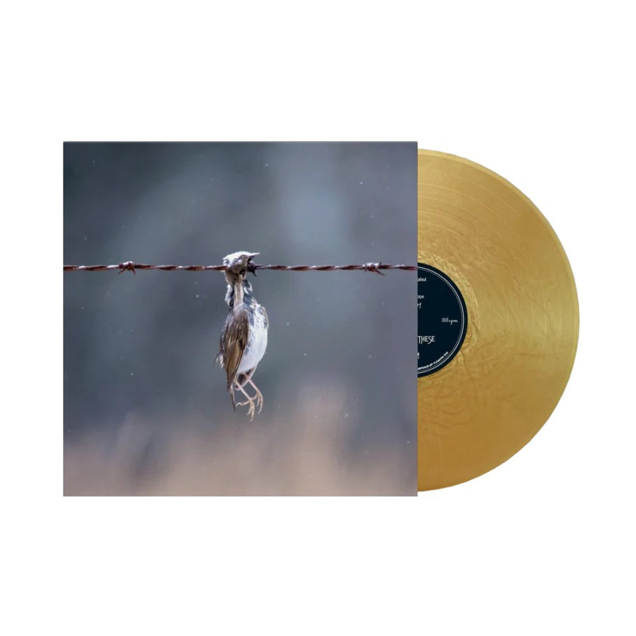 Nights Like These - Old Youth Culture Exclusive Limited Gold Nugget Color Vinyl LP